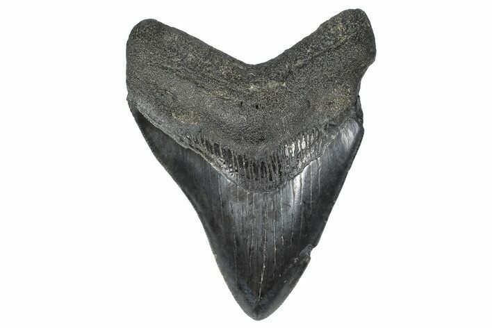 Serrated, Fossil Megalodon Tooth - South Carolina #368002